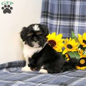 Buster, Shih Tzu Puppy